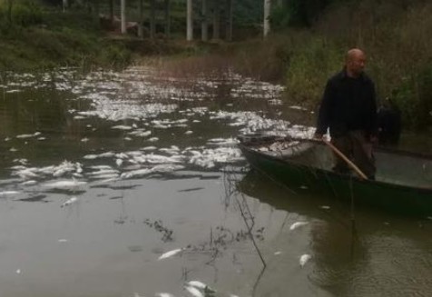 污染物超標572倍 魚塘8萬斤魚全死光